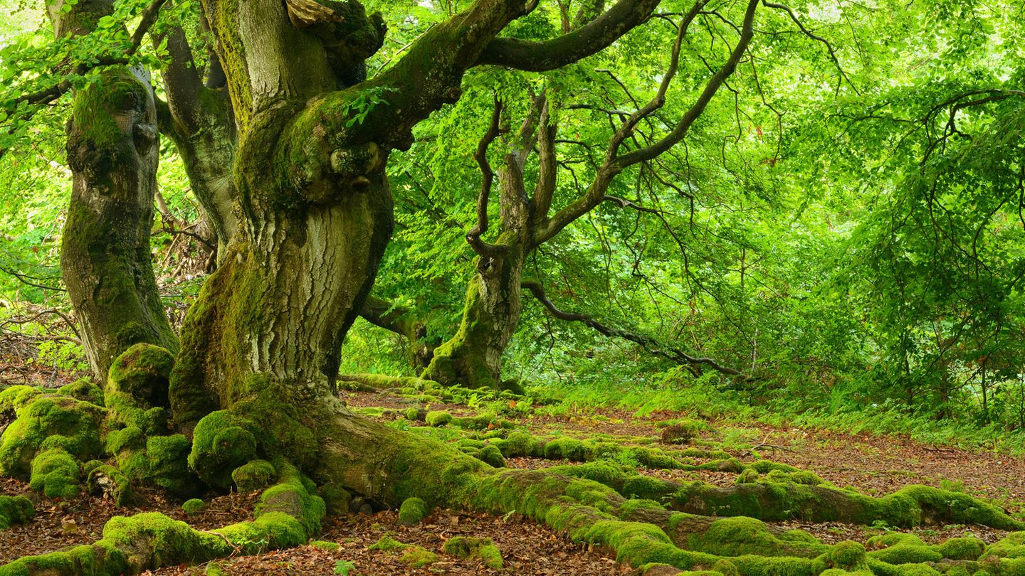 mauritius-images-07326139